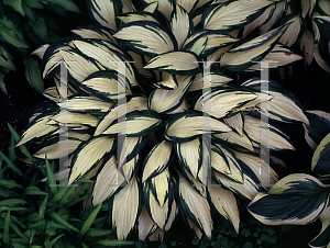Picture of Hosta  'Gay Feather'