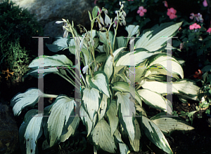 Picture of Hosta  'White Christmas'