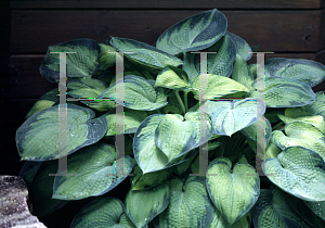 Picture of Hosta  'Bright Lights'