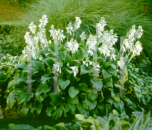 Picture of Hosta  'Royal Standard'