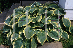 Picture of Hosta  'Northern Exposure'