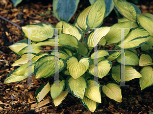 Picture of Hosta  'Janet'