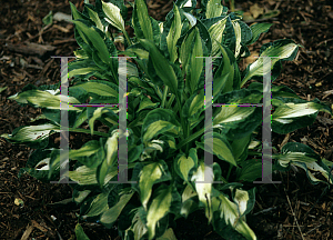 Picture of Hosta  'Mary Marie Ann'