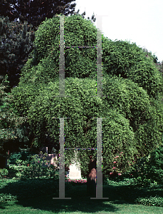 Picture of Sophora japonica 'Pendula'