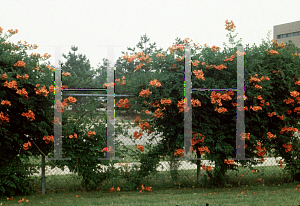 Picture of Campsis radicans 