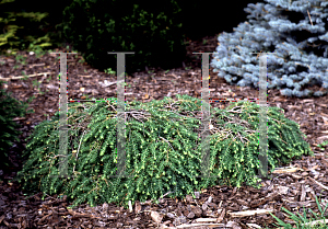 Picture of Tsuga canadensis 'Coles Prostrate'