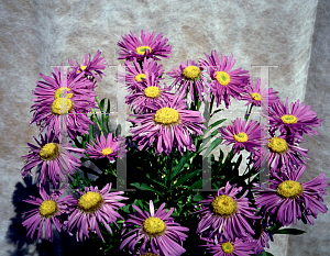 Picture of Aster tongolensis 'Wartburg Star'