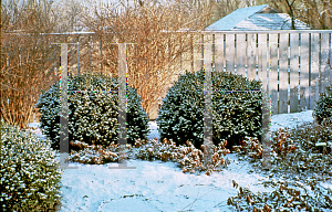 Picture of Buxus  'Glencoe (Chicagoland Green)'