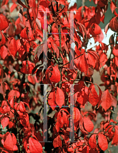 Picture of Euonymus alatus 'Timber Creek (Chicago Fire)'