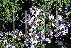 Picture of Plumbago auriculata 'Royal Cape'