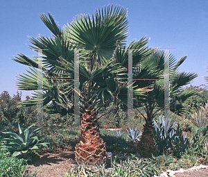 Picture of Washingtonia robusta 