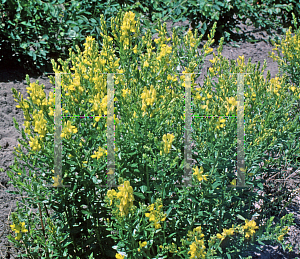 Picture of Genista tinctoria 'Royal Gold'