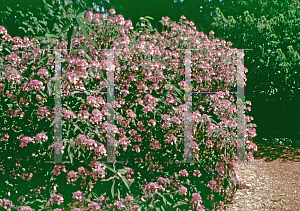 Picture of Hydrangea aspera 