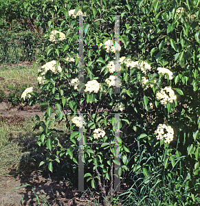 Picture of Viburnum lentago 