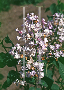 Picture of Syringa x hyacinthiflora 'Anabel'