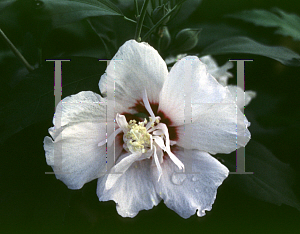 Picture of Hibiscus syriacus 'Blushing Bride'