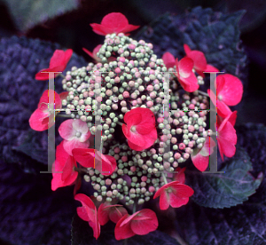 Picture of Hydrangea macrophylla 'Sunset'