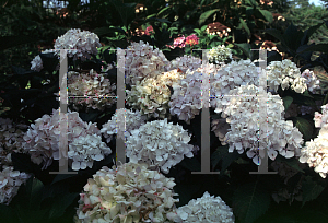 Picture of Hydrangea macrophylla 'Sister Therese'