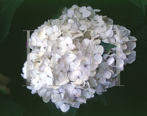 Picture of Hydrangea macrophylla 'Sister Therese'
