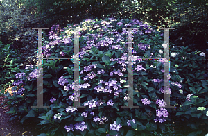Picture of Hydrangea macrophylla 'Blue Wave'