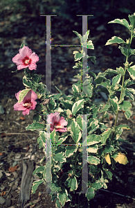 Picture of Hibiscus syriacus 'Meehannii'