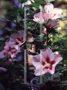 Picture of Hibiscus syriacus 'Hamabo'