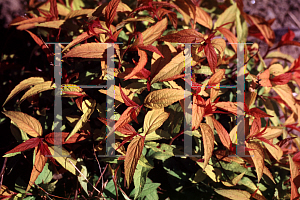 Picture of Spiraea japonica 'Flaming Mound'