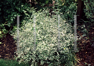 Picture of Kerria japonica 'Picta'