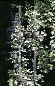 Picture of Hydrangea paniculata 'Kyushu'