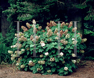 Picture of Hydrangea quercifolia 'Snow Queen'