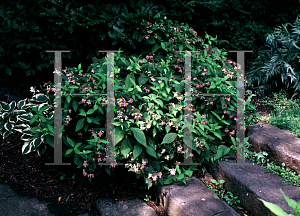 Picture of Hydrangea serrata 'Diadem'