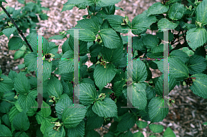 Picture of Rhodotypos scandens 'Black Jet Bead'