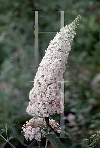 Picture of Buddleia davidii 'White Bouquet'