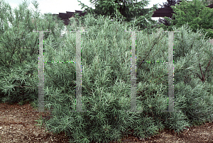 Picture of Salix elaeagnos 