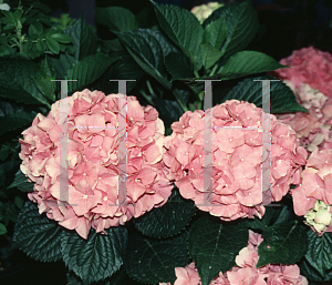 Picture of Hydrangea macrophylla 'Forever Pink'