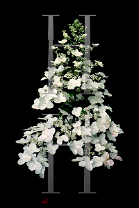 Picture of Hydrangea paniculata 'Kyushu'