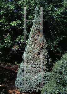Picture of Picea glauca 'Sanders Blue'