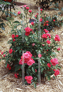 Picture of Rosa multiflora 'Verdun'