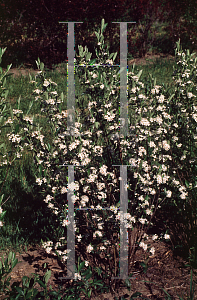 Picture of Aronia x prunifolia 