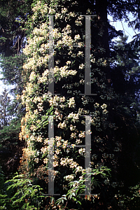 Picture of Schizophragma hydrangeoides 