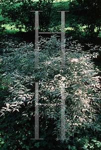 Picture of Kerria japonica 'Picta'