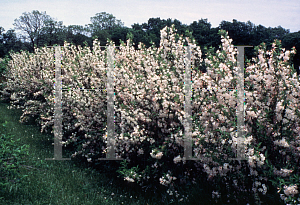 Picture of Weigela florida 'White Knight'
