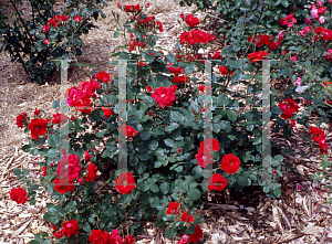Picture of Rosa  'Champlain'