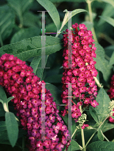 Picture of Buddleia davidii 'Royal Red'