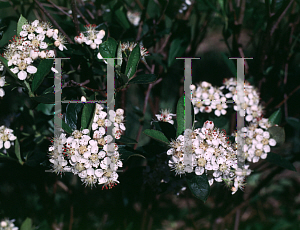 Picture of Aronia x prunifolia 