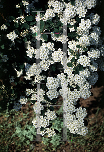 Picture of Spiraea x vanhouttei 