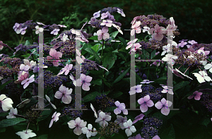Picture of Hydrangea macrophylla 'Blue Wave'