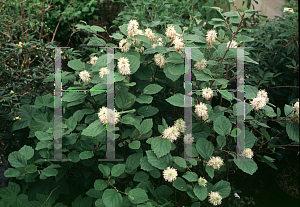 Picture of Fothergilla gardenii 'Mount Airy'
