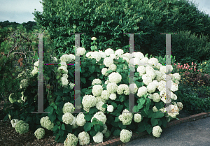 Picture of Hydrangea arborescens 'Annabelle'