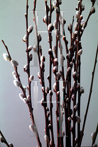 Picture of Salix caprea 